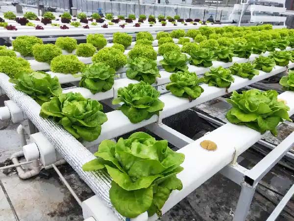 Hydroponic system for growing lettuce