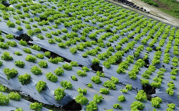 Lettuce fields using mulch