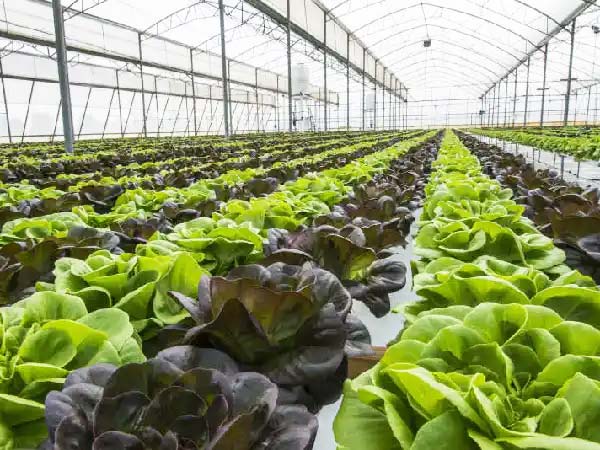 Lettuce growing in a greenhouse