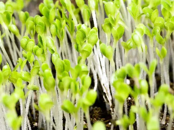 Lettuce seedlings