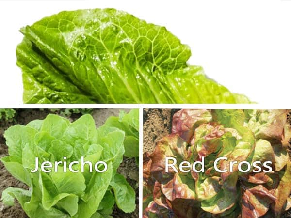 Some heat-resistant lettuce varieties