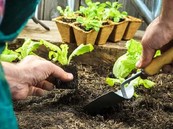 Transplanting lettuce