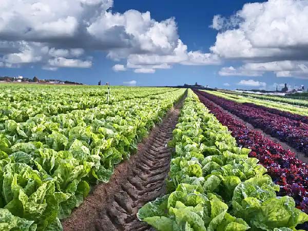 Various lettuce varieties