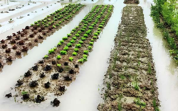 Vegetable field after heavy rain