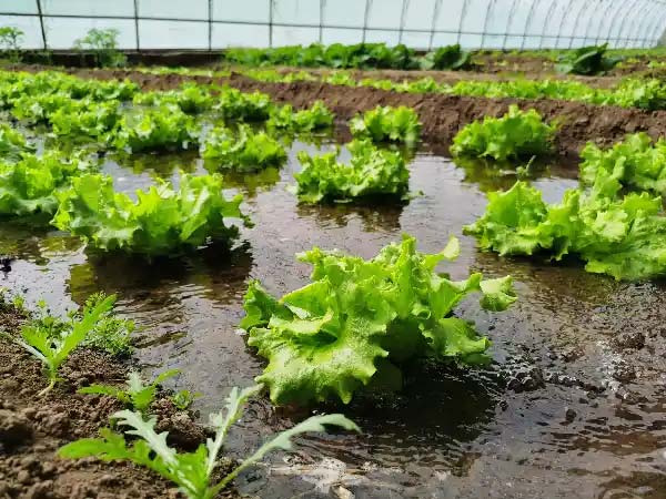 Watering lettuce plants