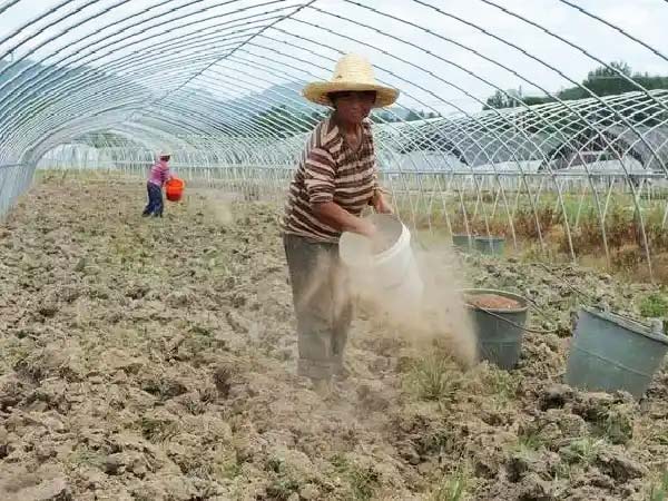 Apply organic fertilizer in winter for better greenhouse vegetables