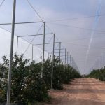 Bee netting for orange trees