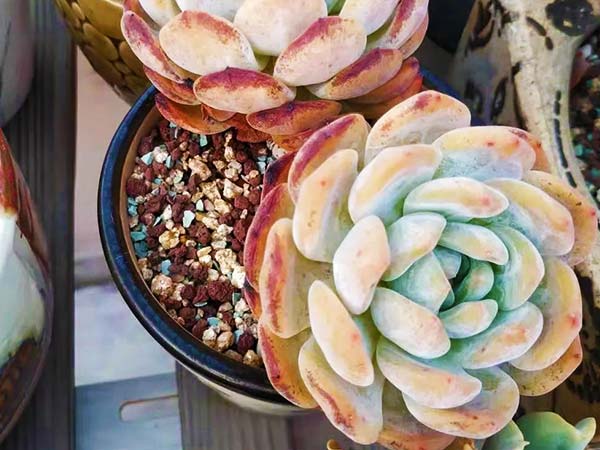 A sunburned succulent with visible leaf damage