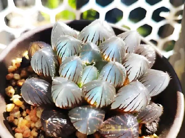 Haworthia cooperi – Thriving on a balcony with only 2 hours of early morning sunlight per day