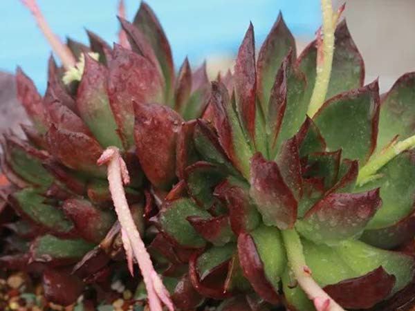 Over-shading causes succulents to stretch and lose their compact shape