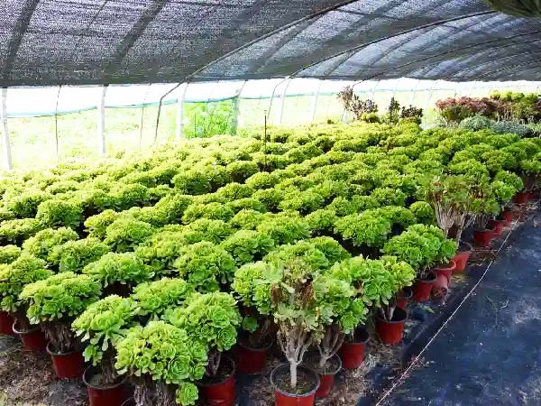 Shade nets in greenhouses protect succulent plants from direct sunlight