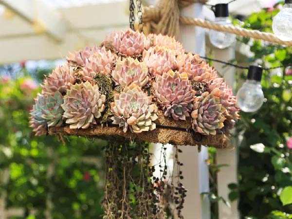 Succulents showing varying degrees of sunburn damage