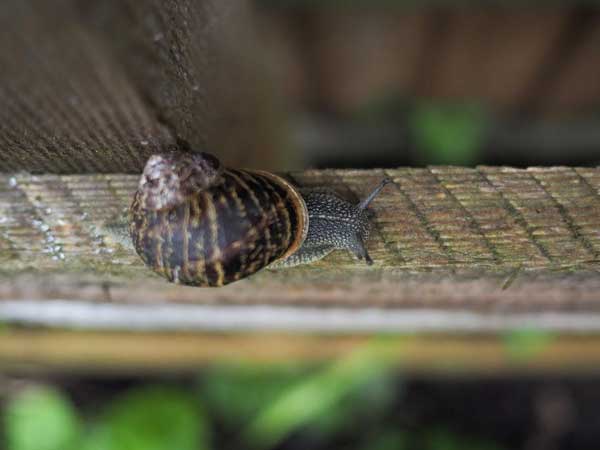 A slug on a wooden board