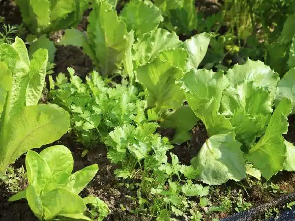 Companion plants for lettuce