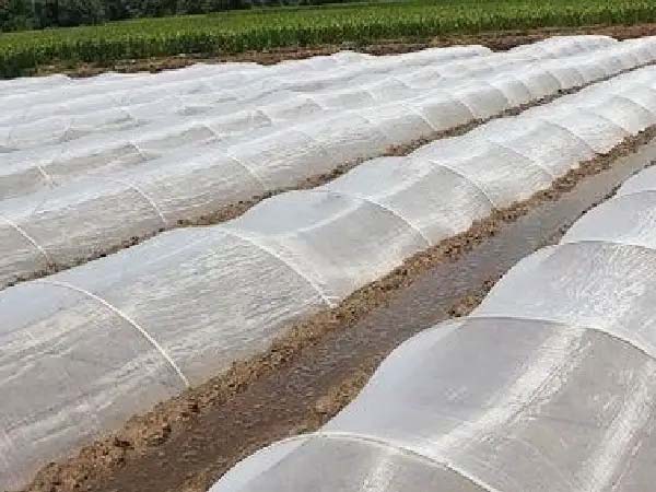 Insect Netting for Lettuce