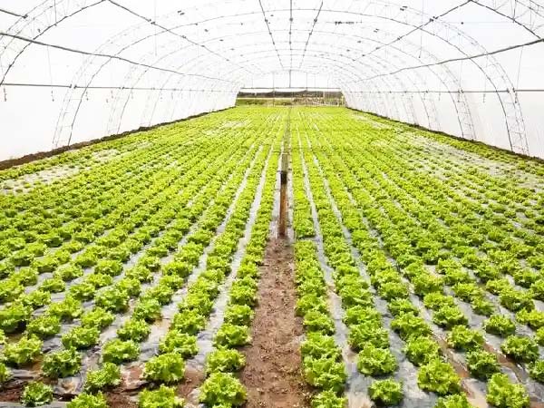 Keeping the Lettuce Growing Area Clean