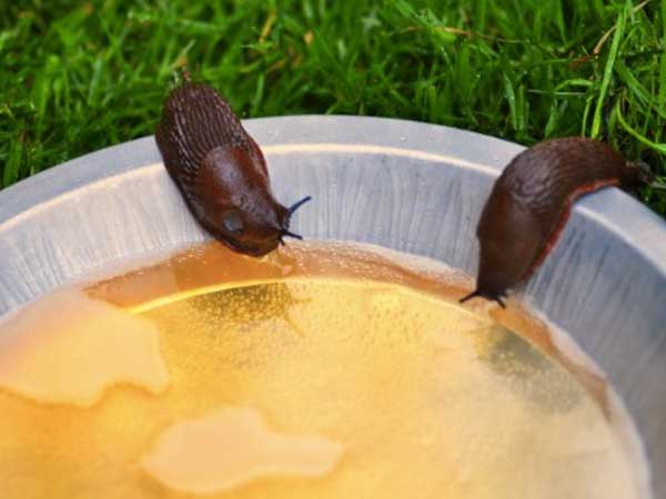 Slugs are true beer lovers