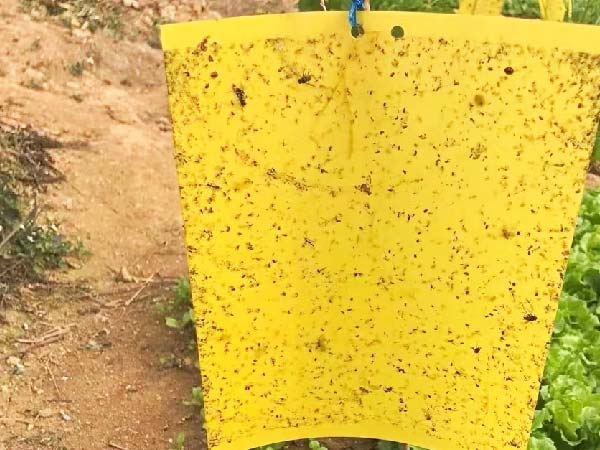 Yellow Sticky Traps to Protect Lettuce Plants from Pests